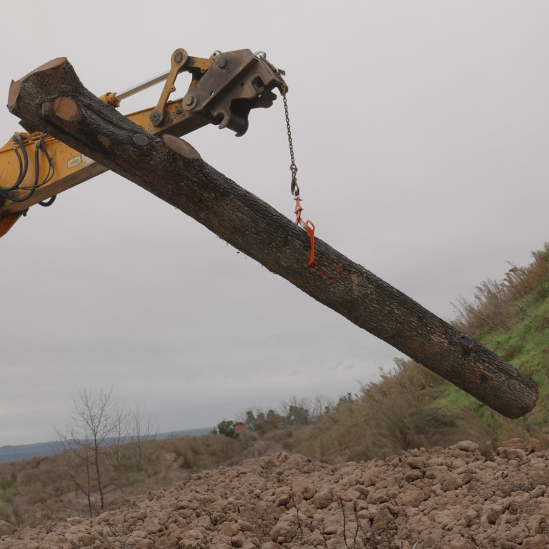 Pince forestière capacité 1000 kg - pour troncs max. 700 mm - Pince de levage 2 mandrins de serrage - Force 1 tonne - poignée