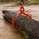 Pince forestière capacité 1000 kg - pour troncs max. 700 mm - Pince de levage 2 mandrins de serrage - Force 1 tonne - poignée
