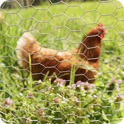 Grillage à poule